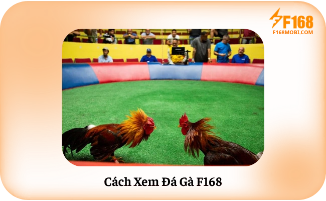 Cach Xem Da Ga F168 Cách Xem Đá Gà F168